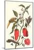 Cherry Pepper and Tobacco Hornworm with Five Spotted Hawkmoth-Maria Sibylla Merian-Mounted Art Print
