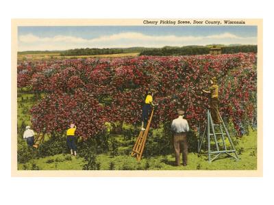 Cherry Picking Door County Wisconsin Art Print By Art Com