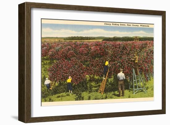 Cherry Picking, Door County, Wisconsin-null-Framed Art Print