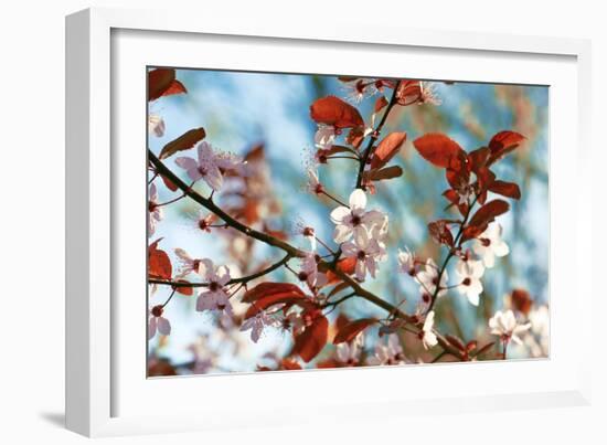 Cherry Plum Flowers in Spring-Skaya-Framed Photographic Print