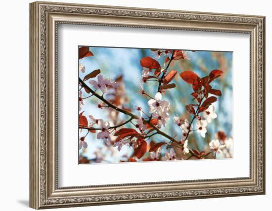 Cherry Plum Flowers in Spring-Skaya-Framed Photographic Print