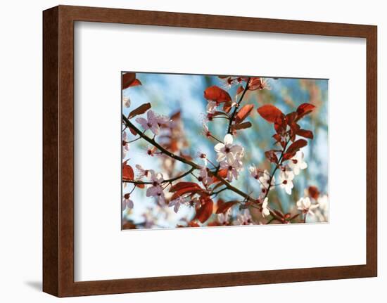 Cherry Plum Flowers in Spring-Skaya-Framed Photographic Print