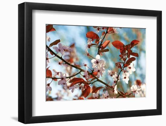 Cherry Plum Flowers in Spring-Skaya-Framed Photographic Print