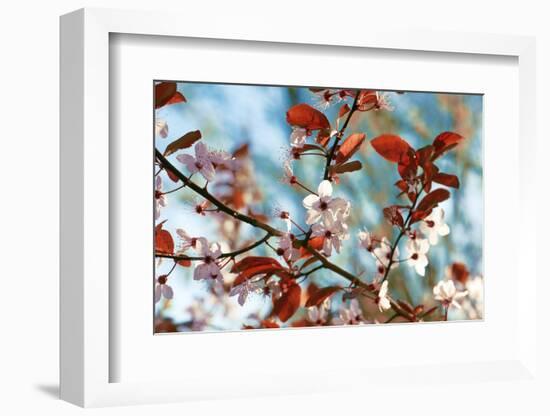 Cherry Plum Flowers in Spring-Skaya-Framed Photographic Print