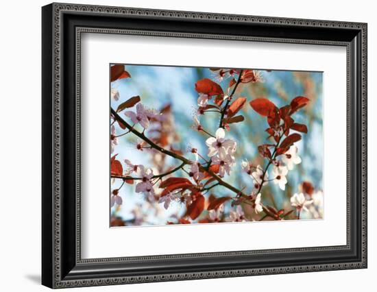 Cherry Plum Flowers in Spring-Skaya-Framed Photographic Print