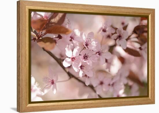 Cherry Plum, Prunningus Cerasifera, Blossoms, Blossoming-David & Micha Sheldon-Framed Premier Image Canvas