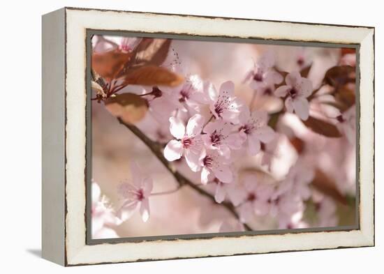 Cherry Plum, Prunningus Cerasifera, Blossoms, Blossoming-David & Micha Sheldon-Framed Premier Image Canvas