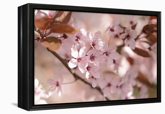 Cherry Plum, Prunningus Cerasifera, Blossoms, Blossoming-David & Micha Sheldon-Framed Premier Image Canvas
