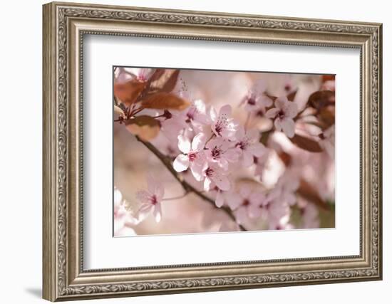 Cherry Plum, Prunningus Cerasifera, Blossoms, Blossoming-David & Micha Sheldon-Framed Photographic Print