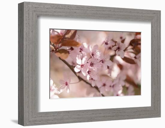 Cherry Plum, Prunningus Cerasifera, Blossoms, Blossoming-David & Micha Sheldon-Framed Photographic Print