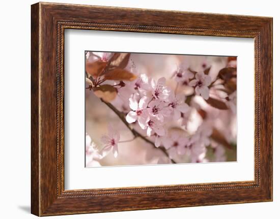 Cherry Plum, Prunningus Cerasifera, Blossoms, Blossoming-David & Micha Sheldon-Framed Photographic Print