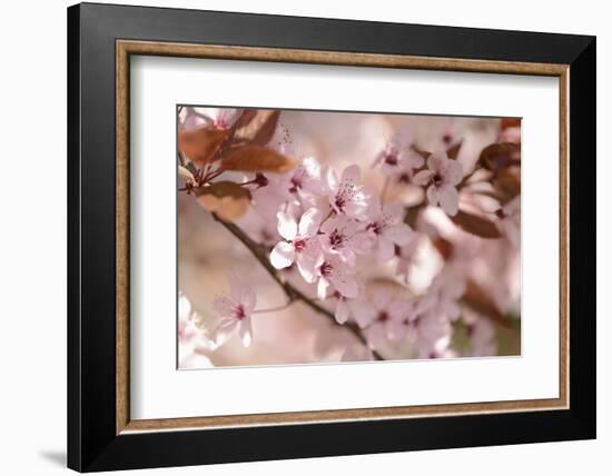 Cherry Plum, Prunningus Cerasifera, Blossoms, Blossoming-David & Micha Sheldon-Framed Photographic Print