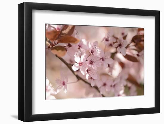 Cherry Plum, Prunningus Cerasifera, Blossoms, Blossoming-David & Micha Sheldon-Framed Photographic Print