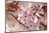 Cherry Plum, Prunningus Cerasifera, Blossoms, Blossoming-David & Micha Sheldon-Mounted Photographic Print