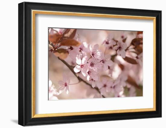 Cherry Plum, Prunningus Cerasifera, Blossoms, Blossoming-David & Micha Sheldon-Framed Photographic Print