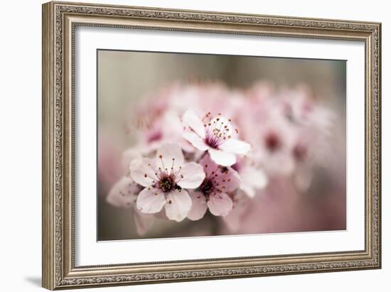 Cherry Plum (Prunus Ceracifera)-Maria Mosolova-Framed Photographic Print