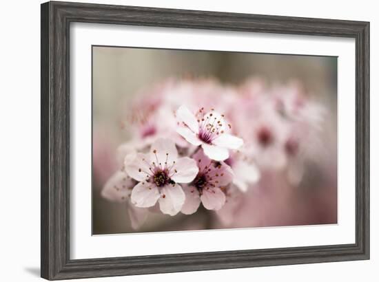 Cherry Plum (Prunus Ceracifera)-Maria Mosolova-Framed Photographic Print