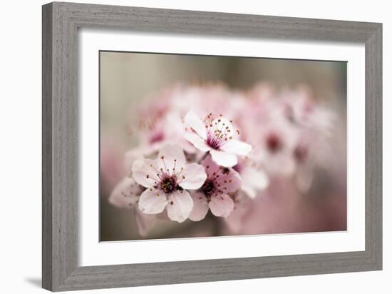 Cherry Plum (Prunus Ceracifera)-Maria Mosolova-Framed Photographic Print