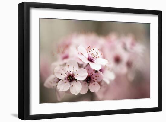 Cherry Plum (Prunus Ceracifera)-Maria Mosolova-Framed Photographic Print