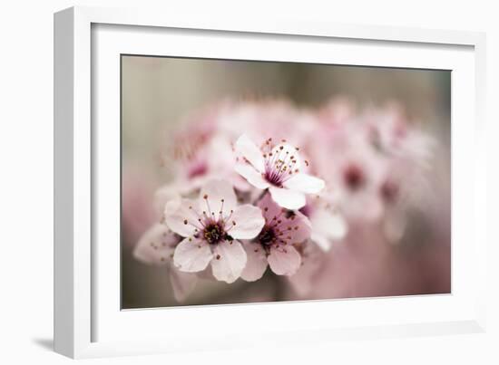 Cherry Plum (Prunus Ceracifera)-Maria Mosolova-Framed Photographic Print