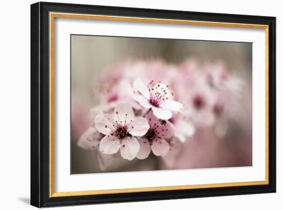 Cherry Plum (Prunus Ceracifera)-Maria Mosolova-Framed Photographic Print