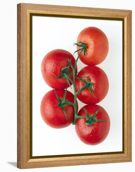 Cherry Tomatoes-Mark Sykes-Framed Premier Image Canvas