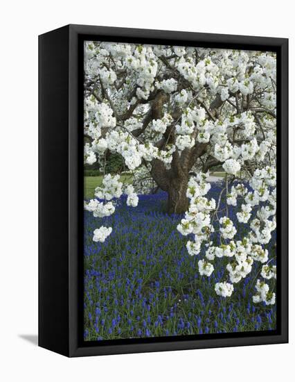 Cherry tree blooming over Muscari armeniacum-Clive Nichols-Framed Premier Image Canvas