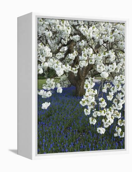 Cherry tree blooming over Muscari armeniacum-Clive Nichols-Framed Premier Image Canvas