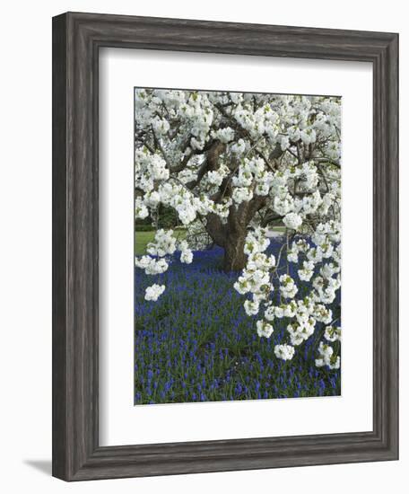 Cherry tree blooming over Muscari armeniacum-Clive Nichols-Framed Photographic Print