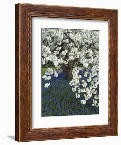 Cherry tree blooming over Muscari armeniacum-Clive Nichols-Framed Photographic Print