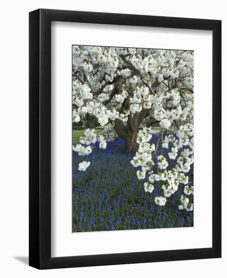 Cherry tree blooming over Muscari armeniacum-Clive Nichols-Framed Photographic Print