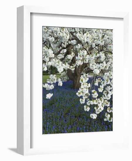 Cherry tree blooming over Muscari armeniacum-Clive Nichols-Framed Photographic Print