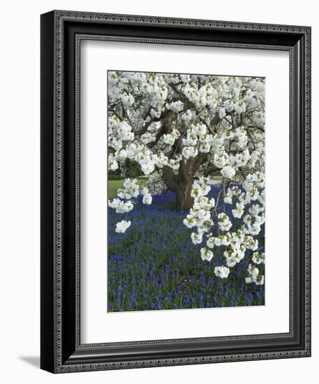 Cherry tree blooming over Muscari armeniacum-Clive Nichols-Framed Photographic Print