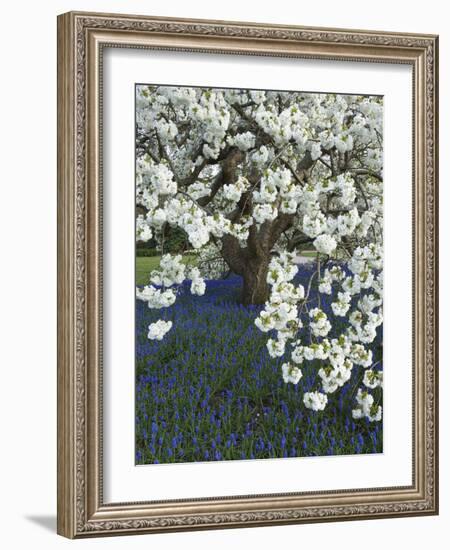 Cherry tree blooming over Muscari armeniacum-Clive Nichols-Framed Photographic Print