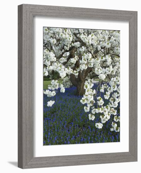 Cherry tree blooming over Muscari armeniacum-Clive Nichols-Framed Photographic Print