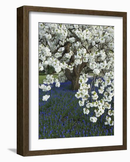 Cherry tree blooming over Muscari armeniacum-Clive Nichols-Framed Photographic Print