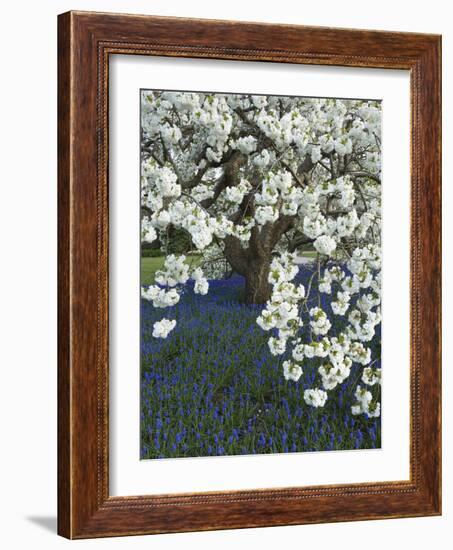 Cherry tree blooming over Muscari armeniacum-Clive Nichols-Framed Photographic Print