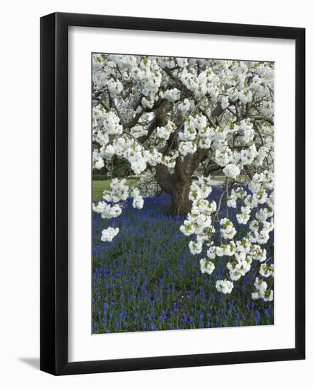 Cherry tree blooming over Muscari armeniacum-Clive Nichols-Framed Photographic Print