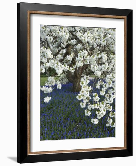 Cherry tree blooming over Muscari armeniacum-Clive Nichols-Framed Photographic Print