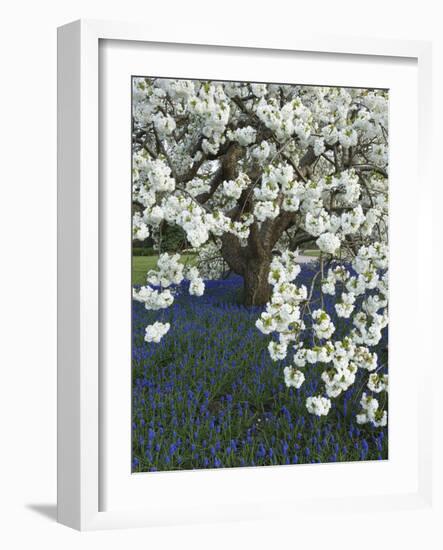 Cherry tree blooming over Muscari armeniacum-Clive Nichols-Framed Photographic Print