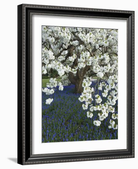 Cherry tree blooming over Muscari armeniacum-Clive Nichols-Framed Photographic Print