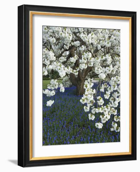 Cherry tree blooming over Muscari armeniacum-Clive Nichols-Framed Photographic Print