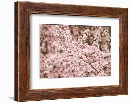 Cherry tree blooms.-William Sutton-Framed Photographic Print
