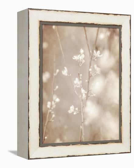 Cherry Tree Blossom, Abstract Soft Color Floral Background-Anna Omelchenko-Framed Stretched Canvas