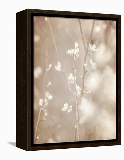 Cherry Tree Blossom, Abstract Soft Color Floral Background-Anna Omelchenko-Framed Stretched Canvas