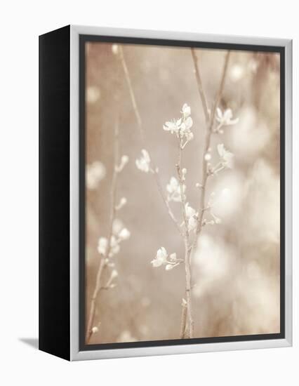 Cherry Tree Blossom, Abstract Soft Color Floral Background-Anna Omelchenko-Framed Stretched Canvas