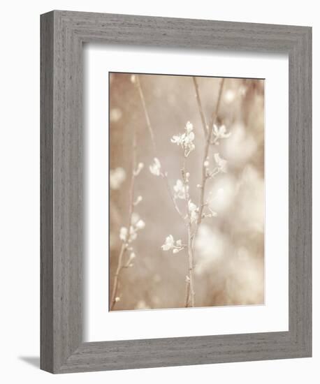 Cherry Tree Blossom, Abstract Soft Color Floral Background-Anna Omelchenko-Framed Art Print