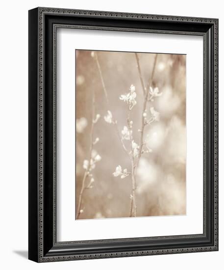 Cherry Tree Blossom, Abstract Soft Color Floral Background-Anna Omelchenko-Framed Art Print