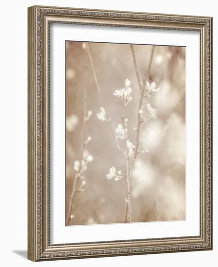 Cherry Tree Blossom, Abstract Soft Color Floral Background-Anna Omelchenko-Framed Art Print