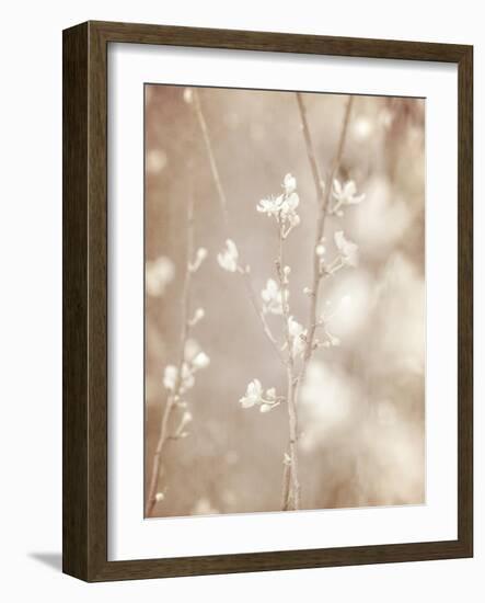 Cherry Tree Blossom, Abstract Soft Color Floral Background-Anna Omelchenko-Framed Art Print